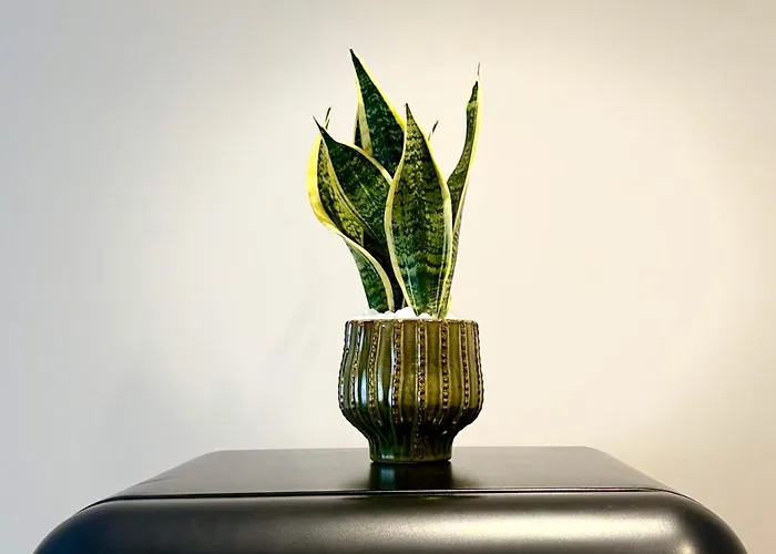 Il Fico - 3 - Lux & Design Made In Puglia New Opening Apartament Bari