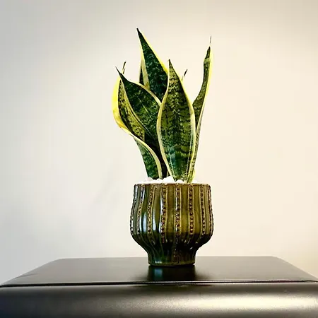 Il Fico - 3 - Lux & Design Made In Puglia New Opening Апартаменти Барі